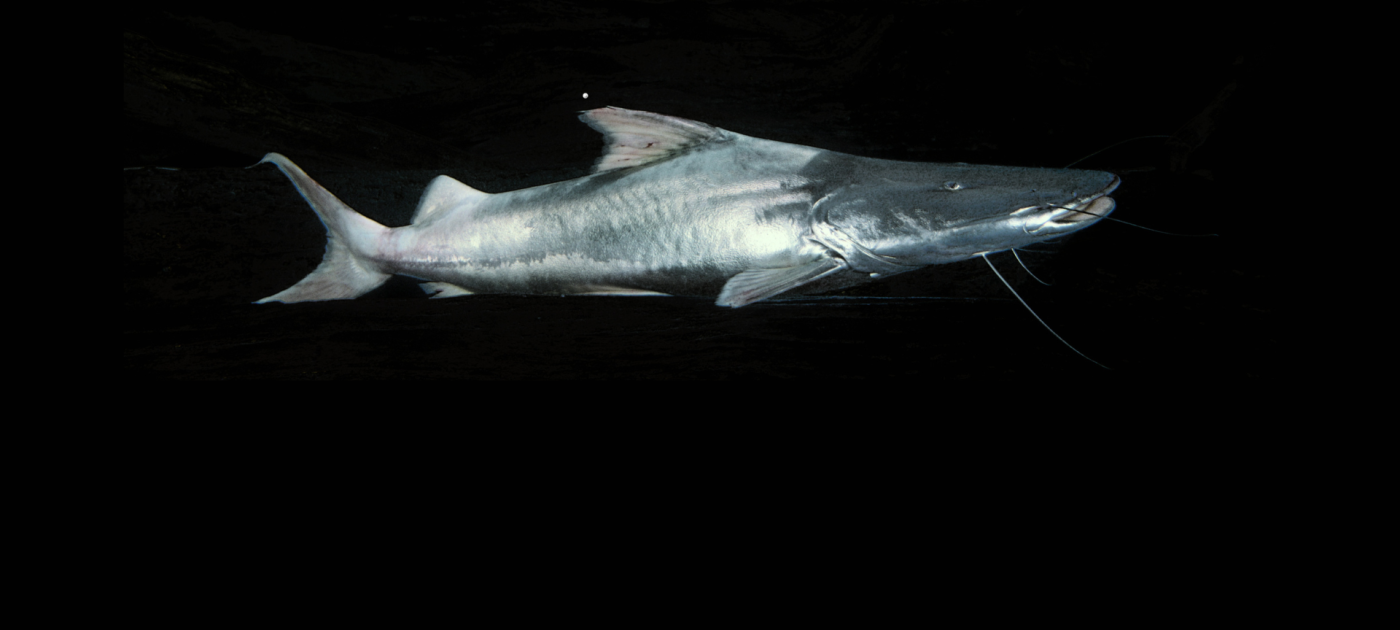 Epic Amazon catfish migration reveals a fight for survival Michael Goulding (WCS)