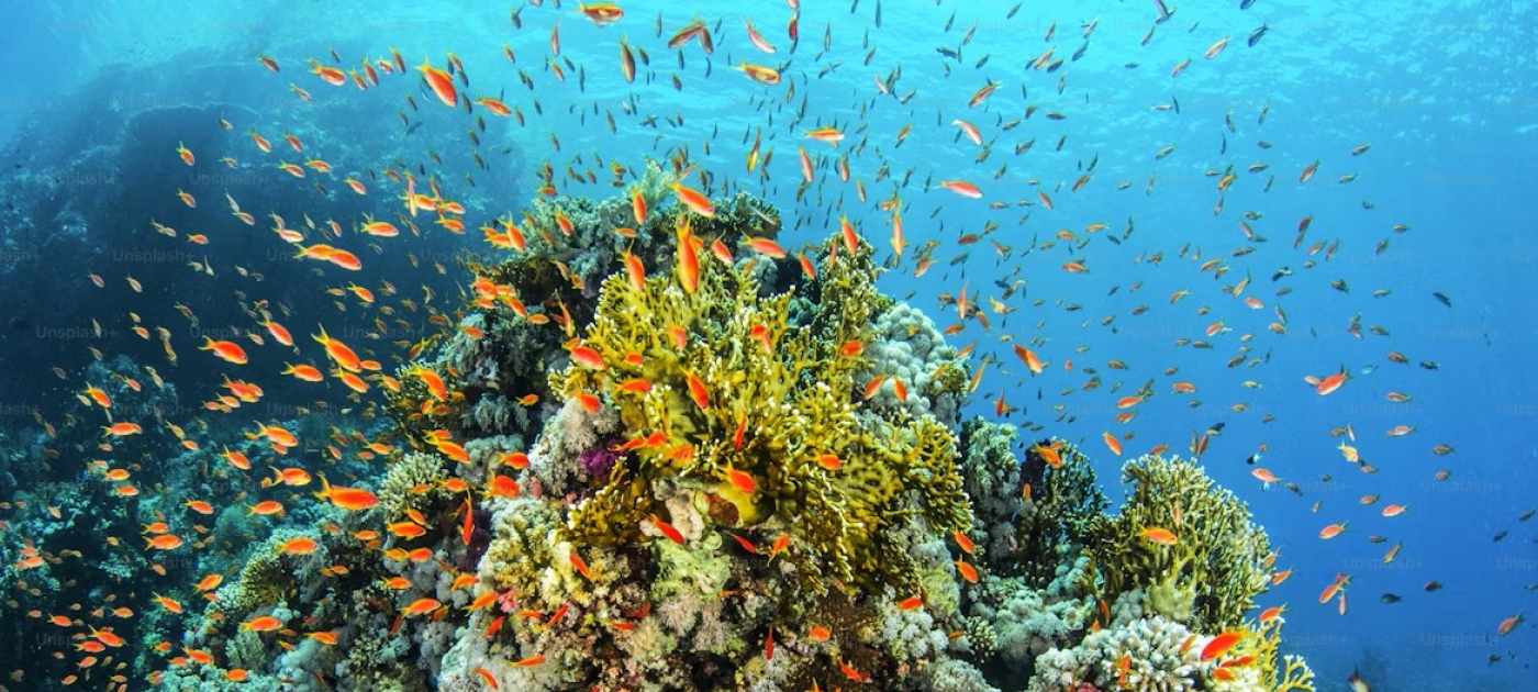 La salud oceánica en la mira al abrirse las nominaciones para el premio Campeones de la Tierra 2026 del PNUMA Getty Images
