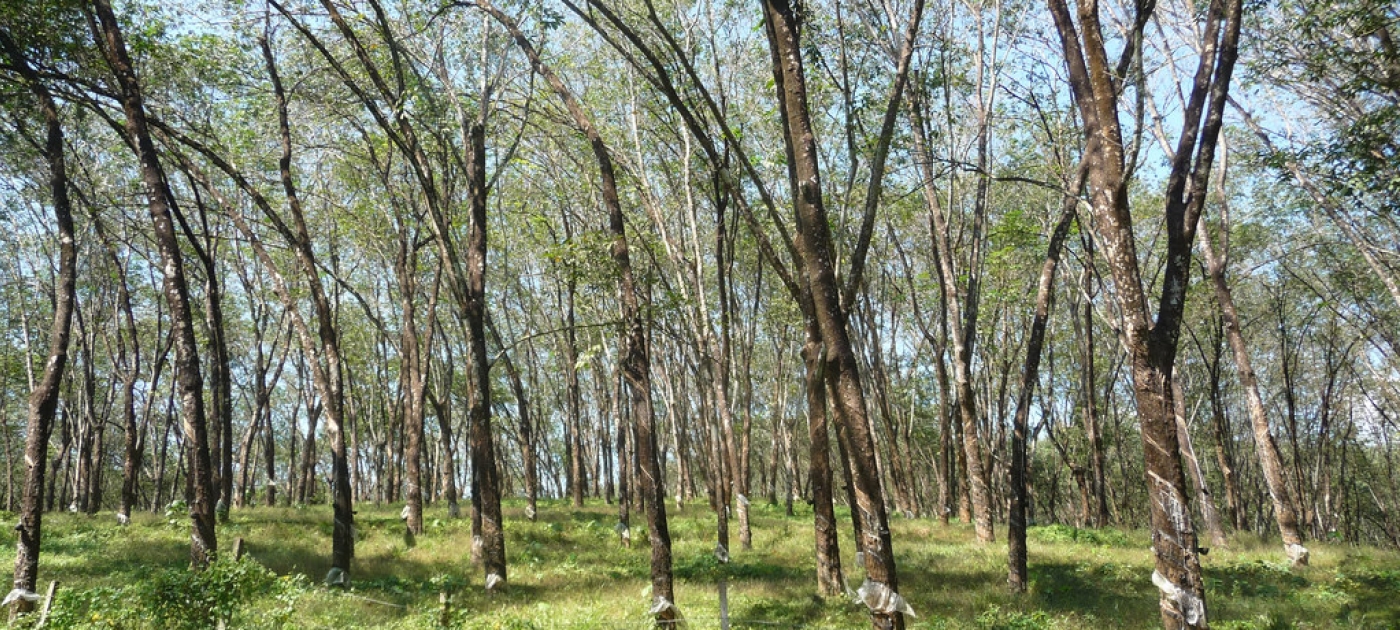 Financing a natural rubber plantation in Indonesia, promoting sustainable development and green jobs Credit: Unsplash