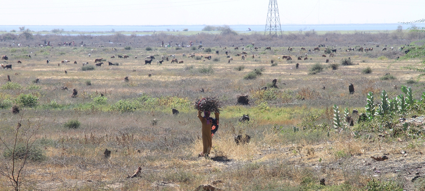 Can this iconic Sudanese forest come back from the brink? Credit: AFP/Ebrahim Hamid