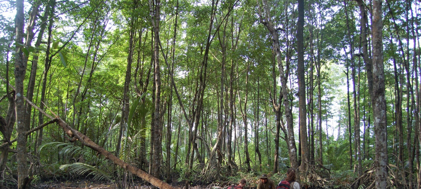 New financial mechanism helps people, environment in Indonesia Credit: CIFOR