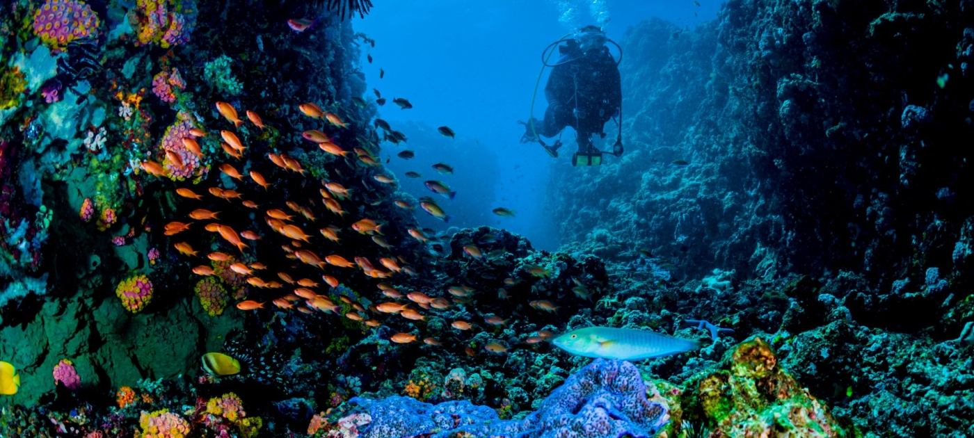 Five ways you can help protect coral reefs on your next holiday Credit: Ocean Image Bank/Jett Britnell