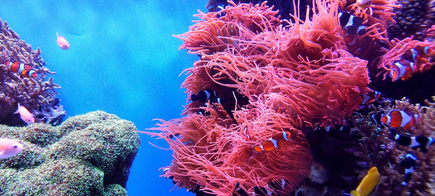 Op-ed from Jason Momoa: Coral reefs are nearing extinction. 2026 must mark a turning point Credit: Li Fei / Unsplash