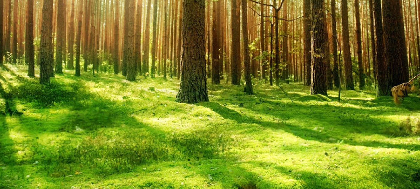 Tropical Landscapes Finance Facility unlocks private sector finance for climate, biodiversity and jobs Credit: UN REDD