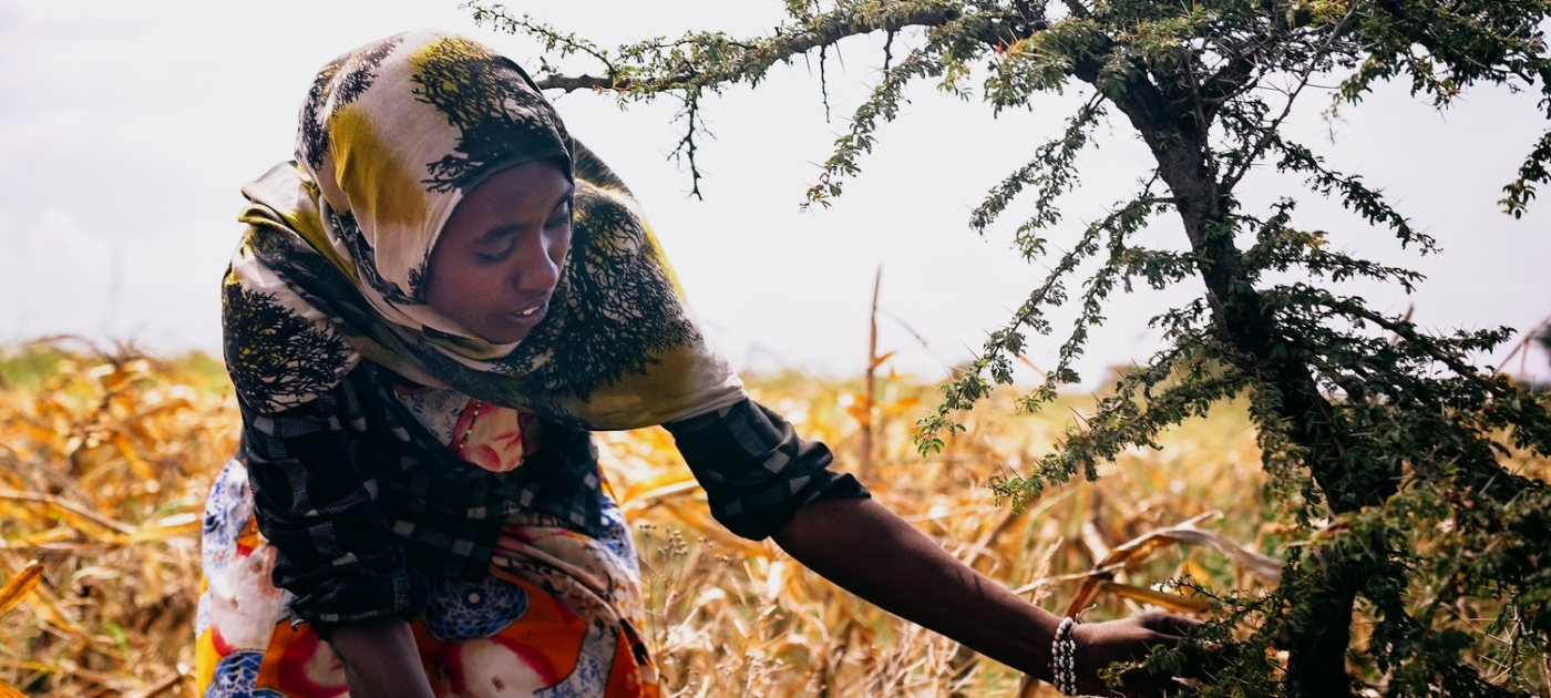 New US$9.8 million initiative to boost climate resilience through Ethiopia’s Green Legacy Photo credit: Frank Machiya.