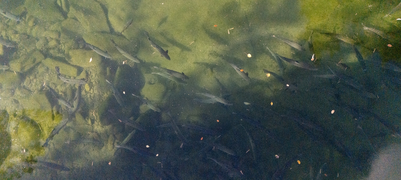 Restoring salmon, the “king of fish”, to Canada’s rivers and creeks Photo: Todd Brown / UNEP
