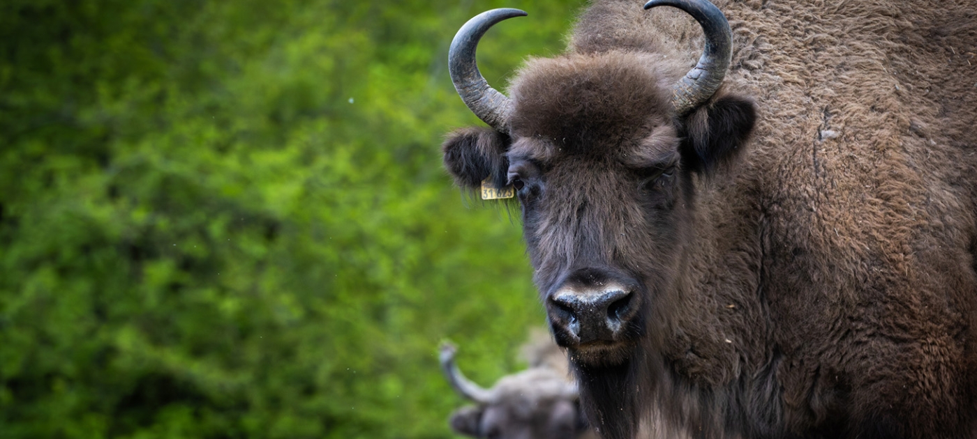 The great herbivores of the Caucasus stage a comeback Credit: UNEP/Florian Fussstetter