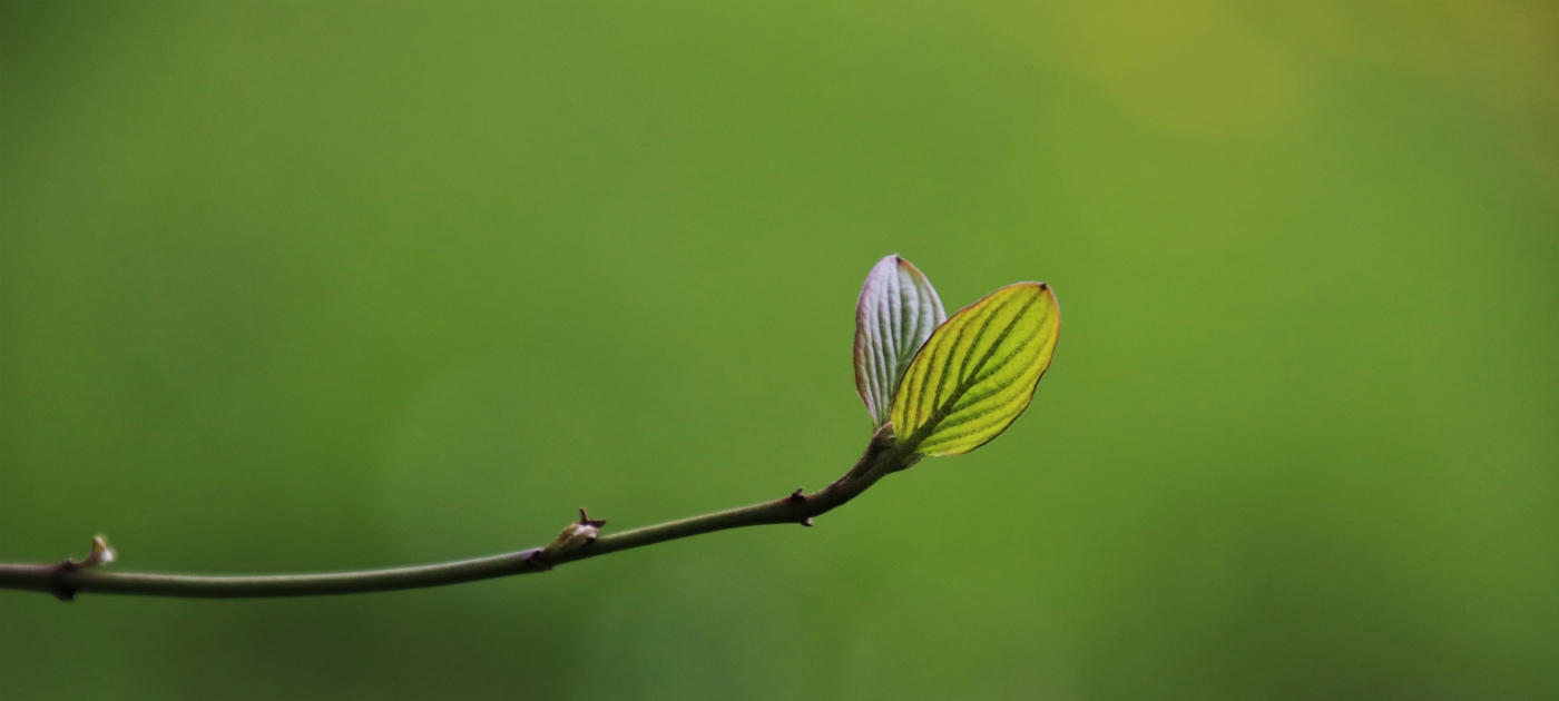 Edward R. Carr appointed interim Chair of the Scientific and Technical Advisory Panel (STAP) to the Global Environment Facility Photo credit: Pixabay