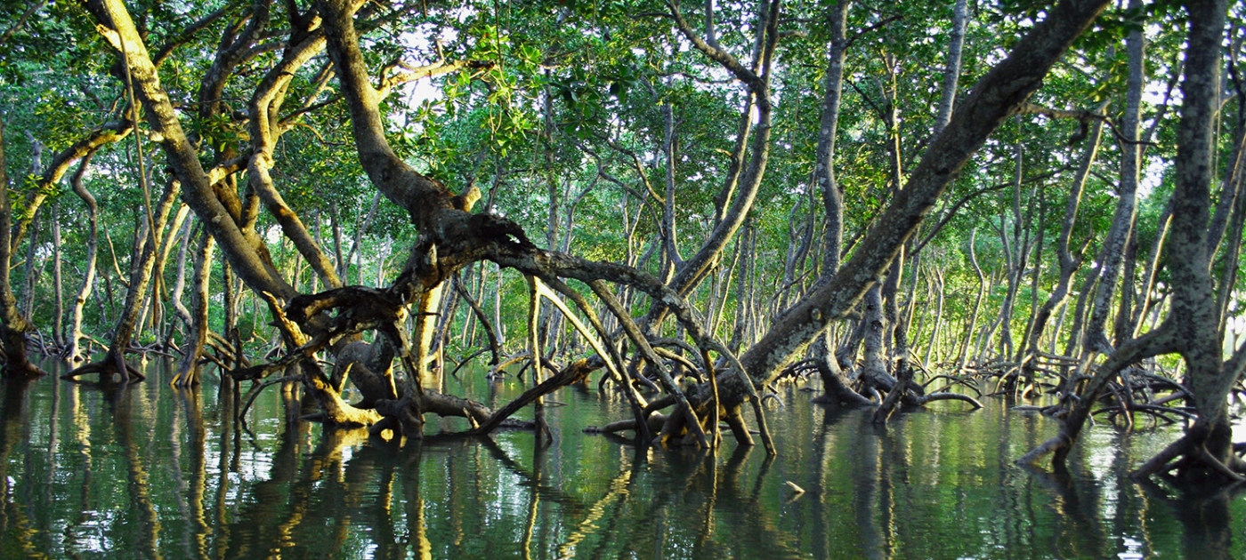 Mangroves are making a comeback. Here’s what’s working Credit: Timothy K / Unsplash
