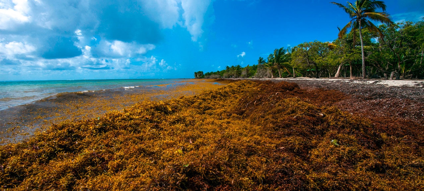 Sargassum in Caribbean