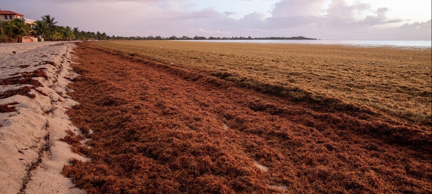sargassum in belize