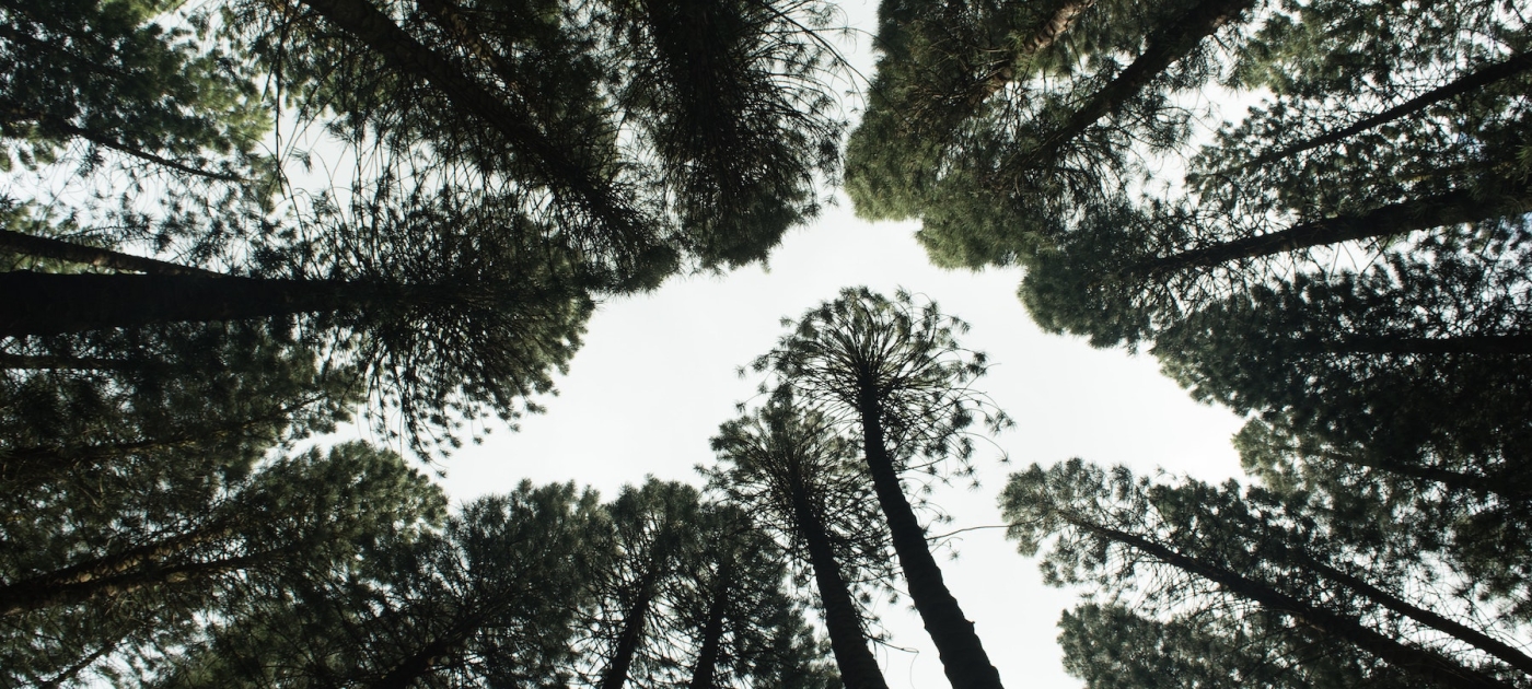 Trees 