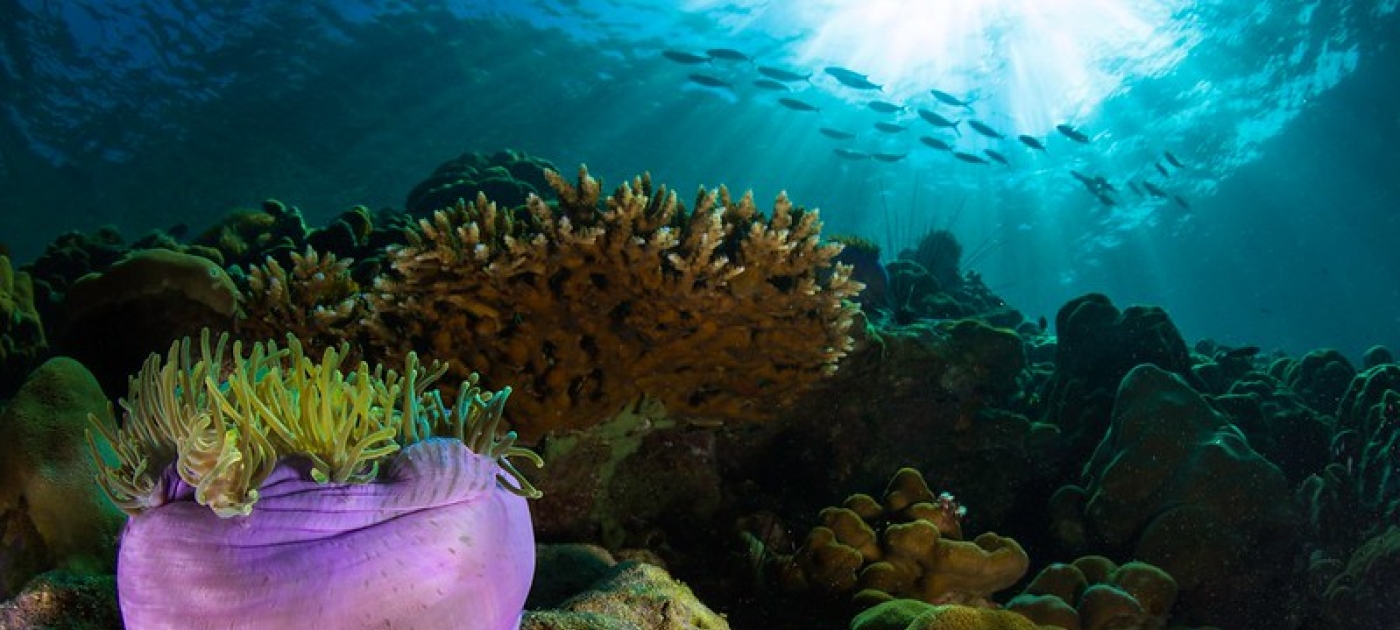 Marine Litter