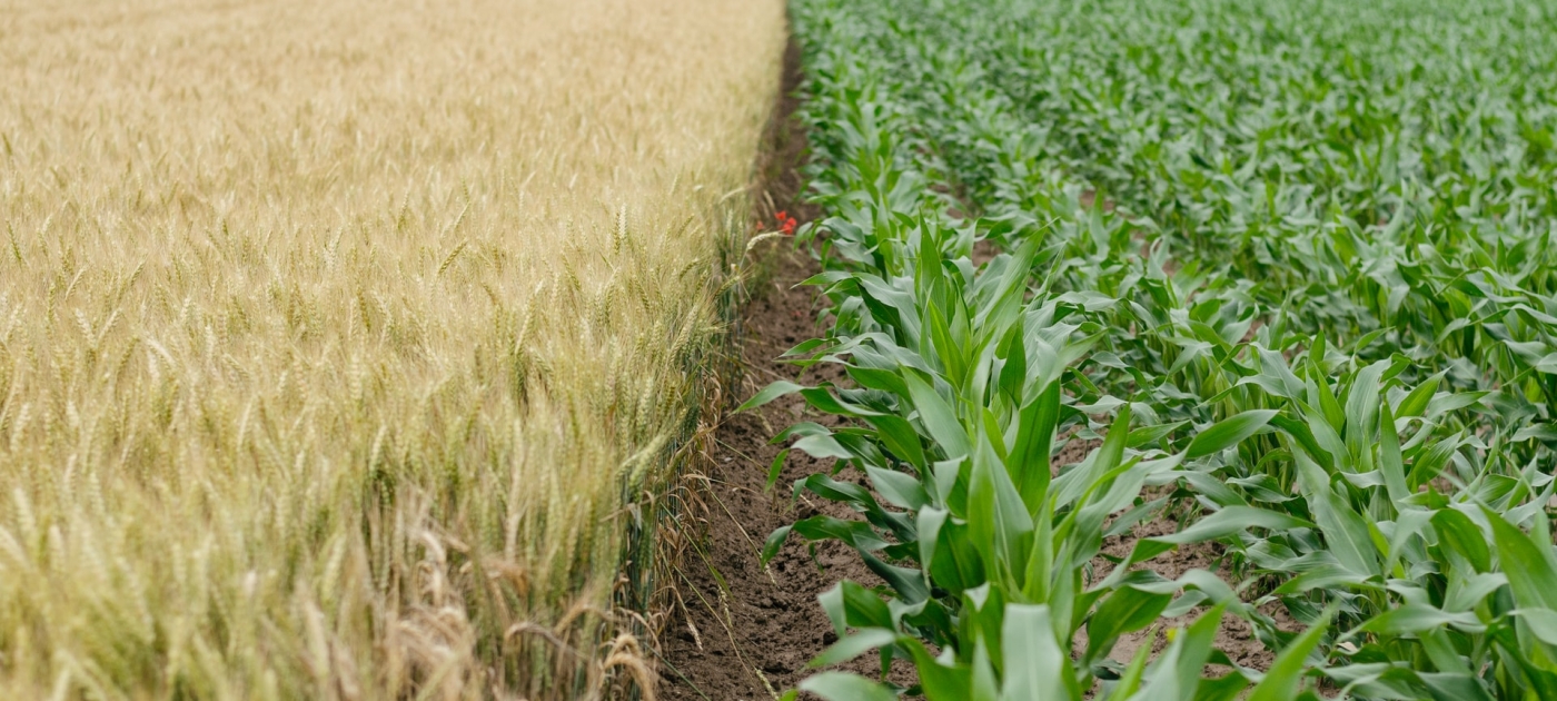 Crops in a field