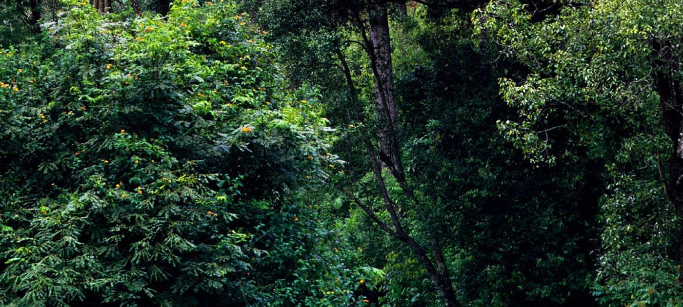UN-REDD Side event