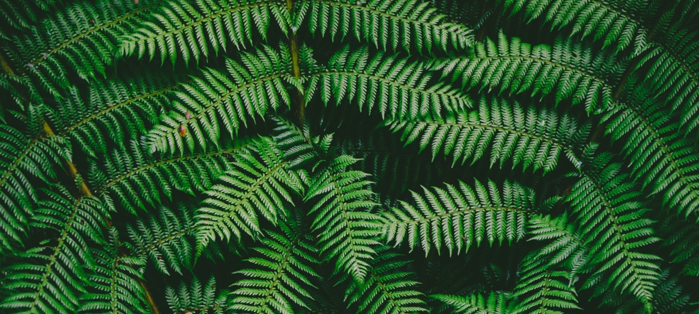 ferns