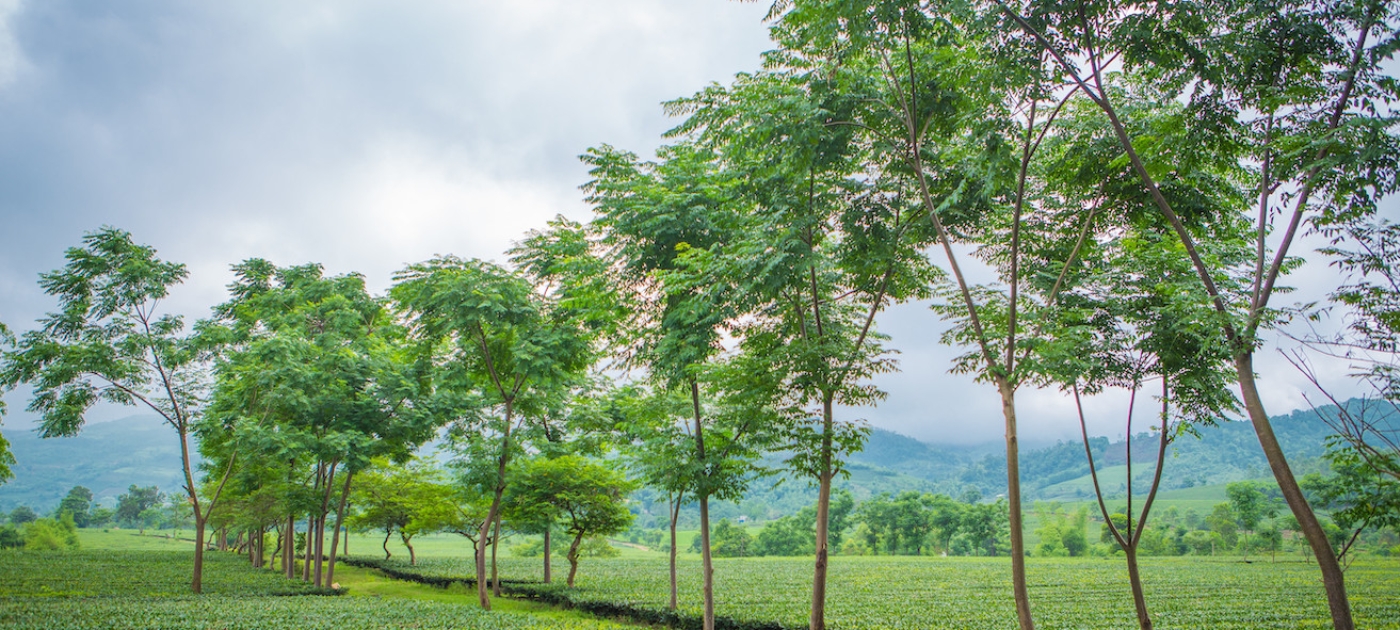 Shade trees line a tea plantation in Vietnam’s Van Chan District, Yen Bai Province. 
