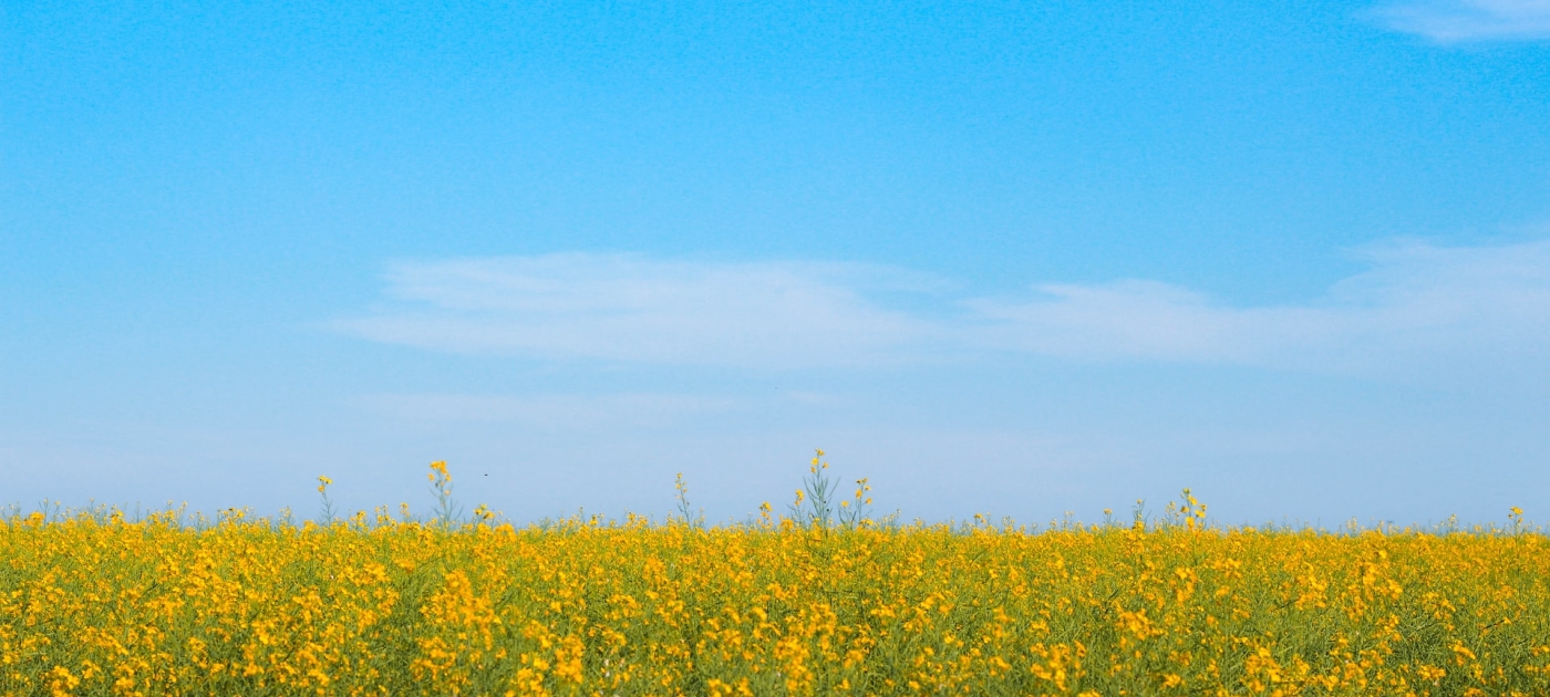 Beautiful field