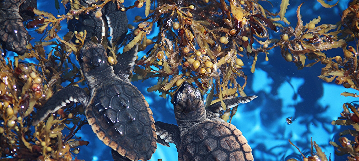Loggerhead hatchlings in a floating island of seaweed, or sargassum: Photo by Karen Parker