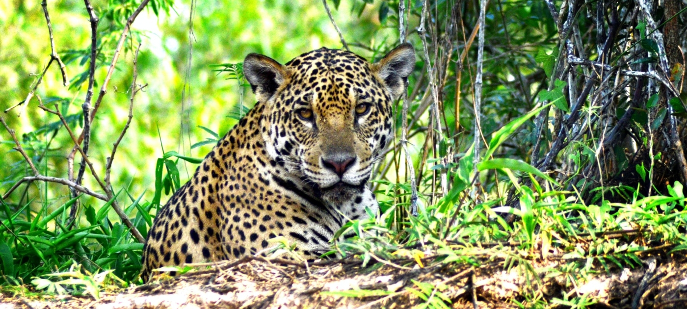 Onça pintada sentada em meio a vegetação do Pantanal.