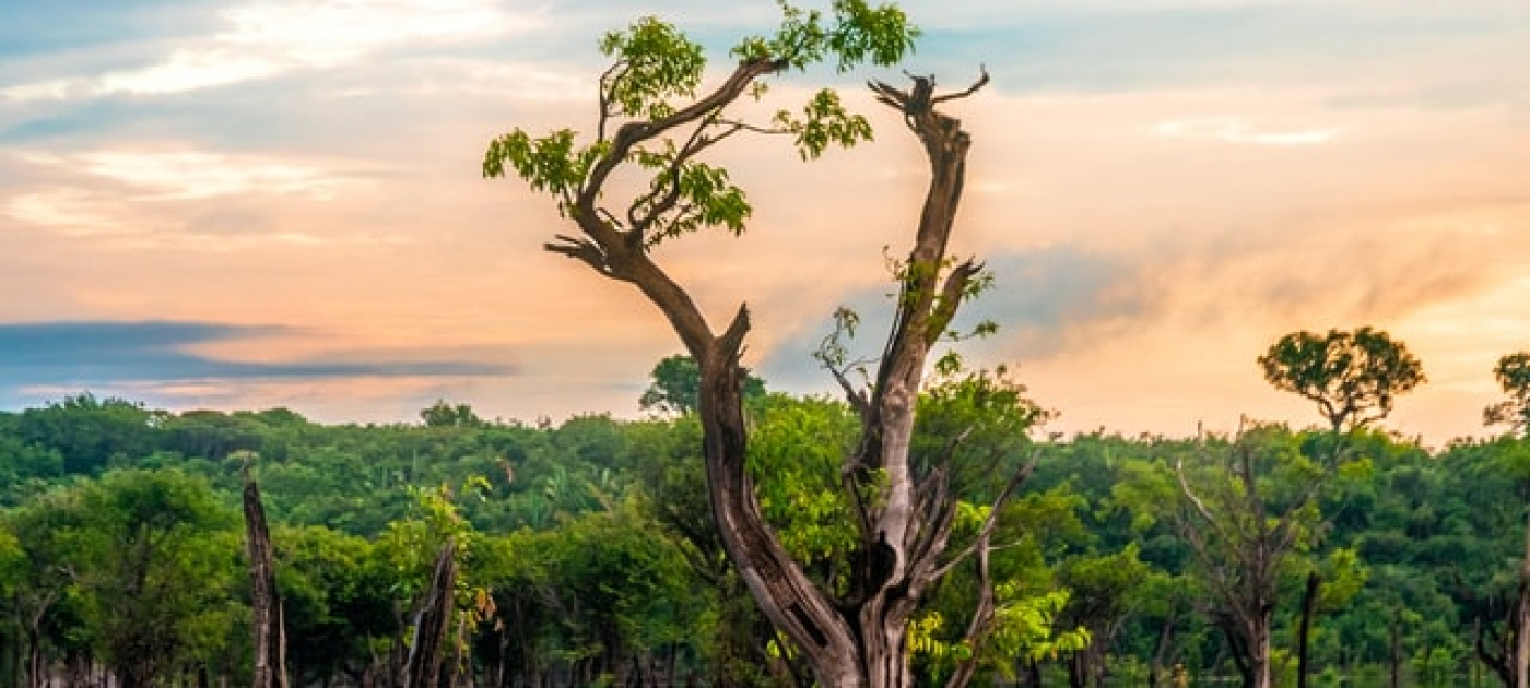 Floresta amazônica ao fundo, com tronco de árvore brotando à frente. O céu contém tons de de azul claro e laranja.