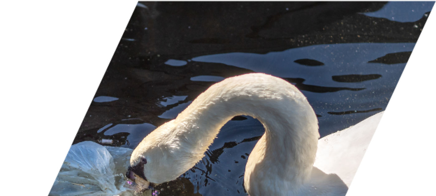 Duck with plastic at its beak