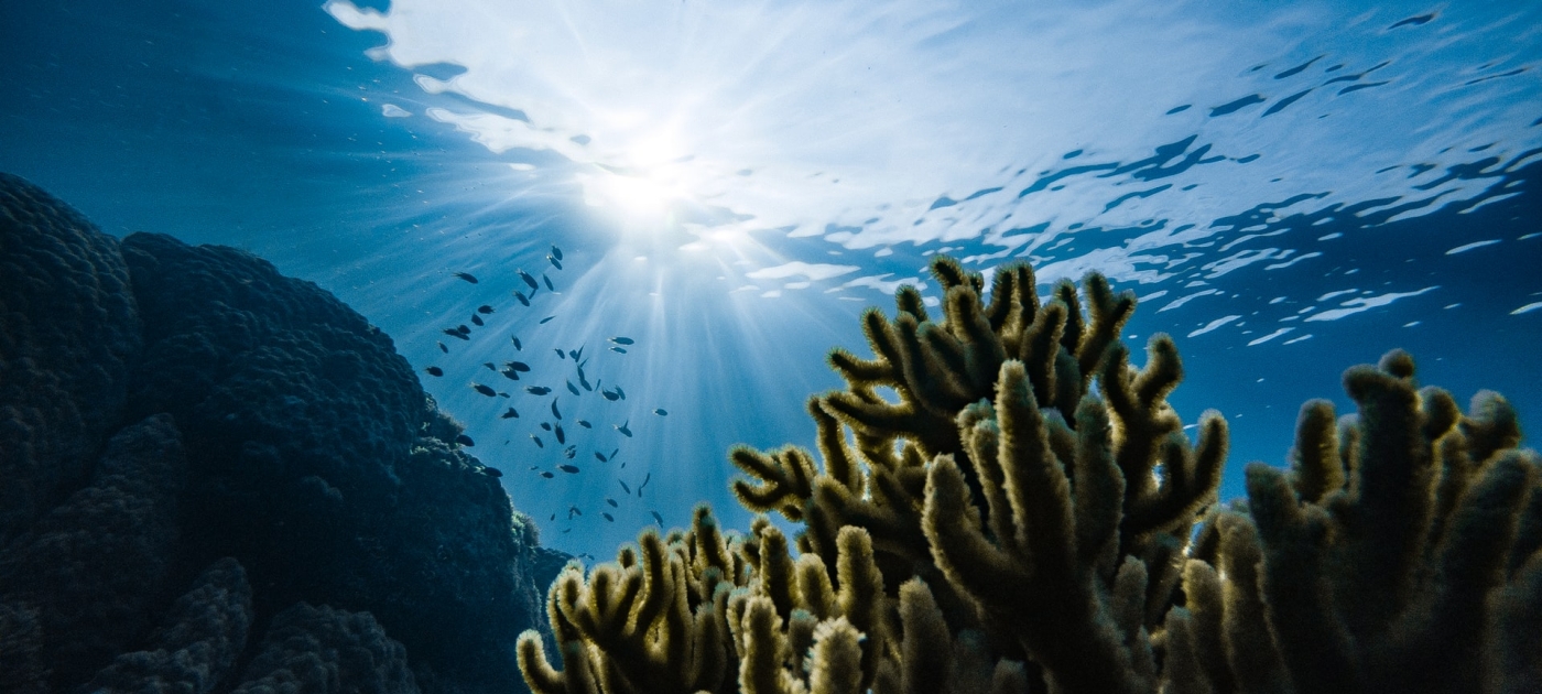 Green corals under water