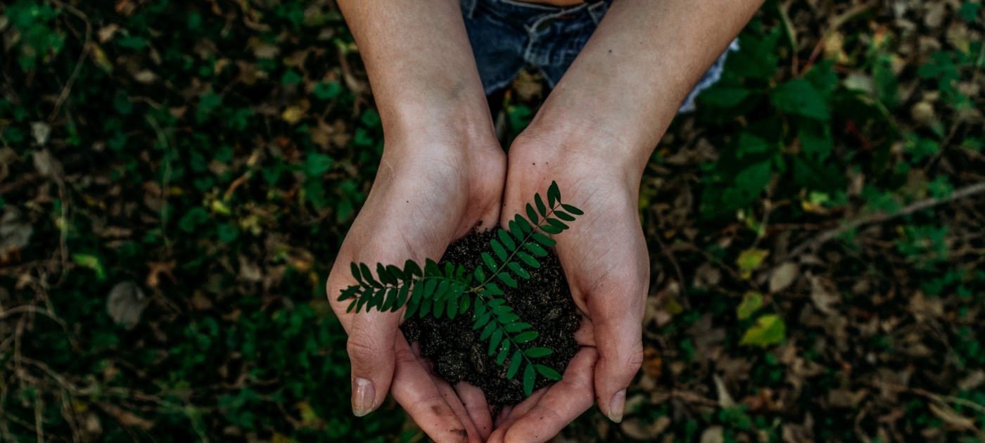 Mãos segurando muda de planta