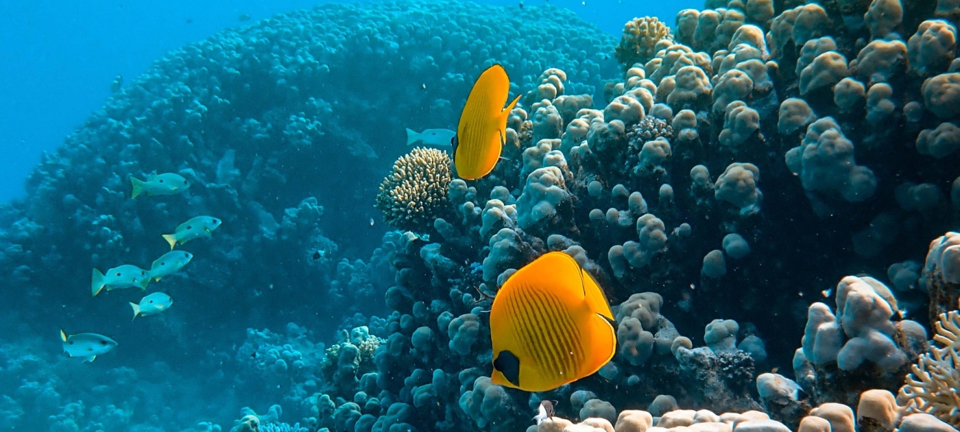 Underwater photo