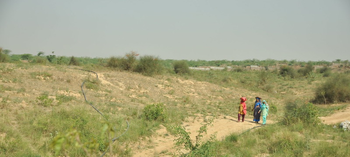 Tree Planting