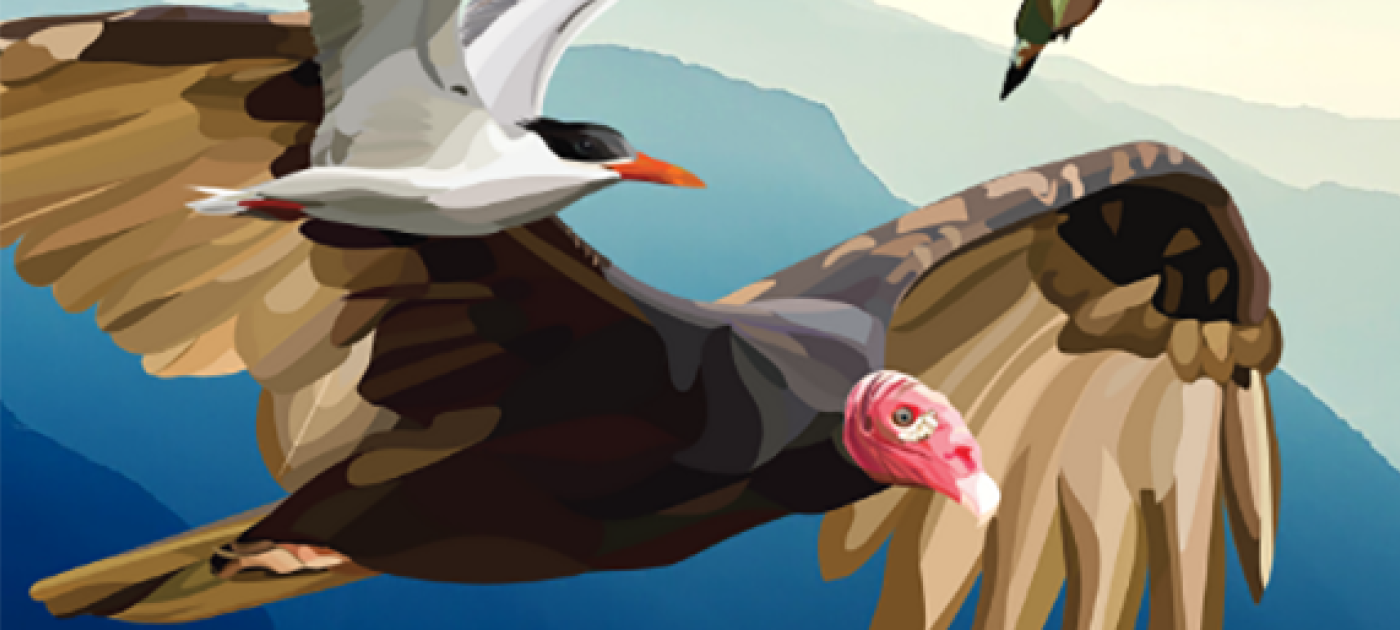 A bird