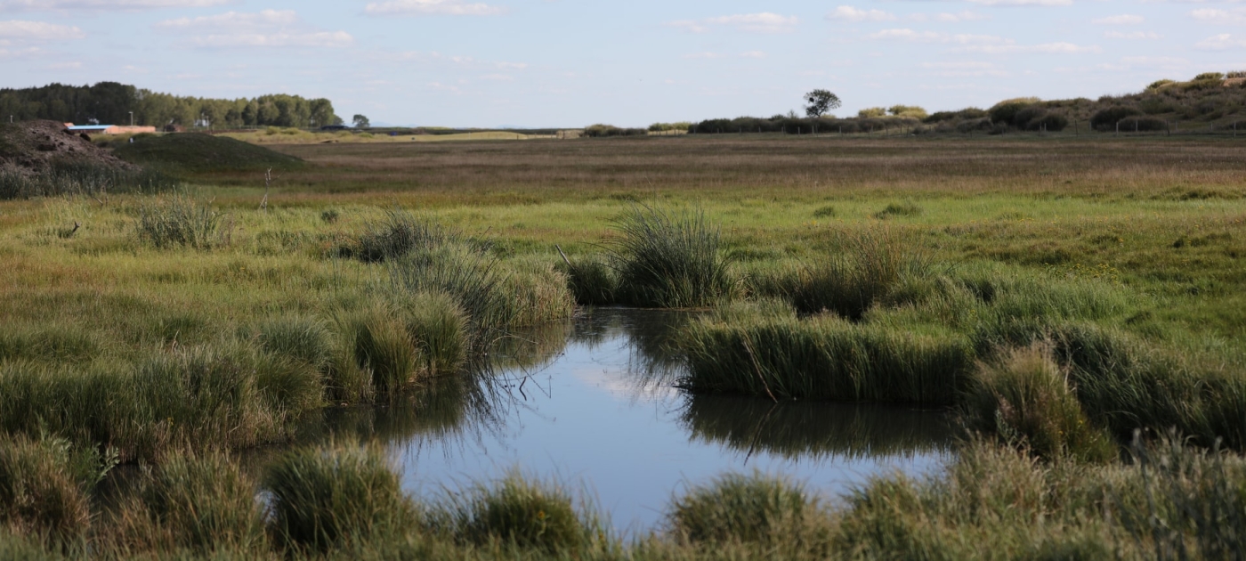 Photo of peatland