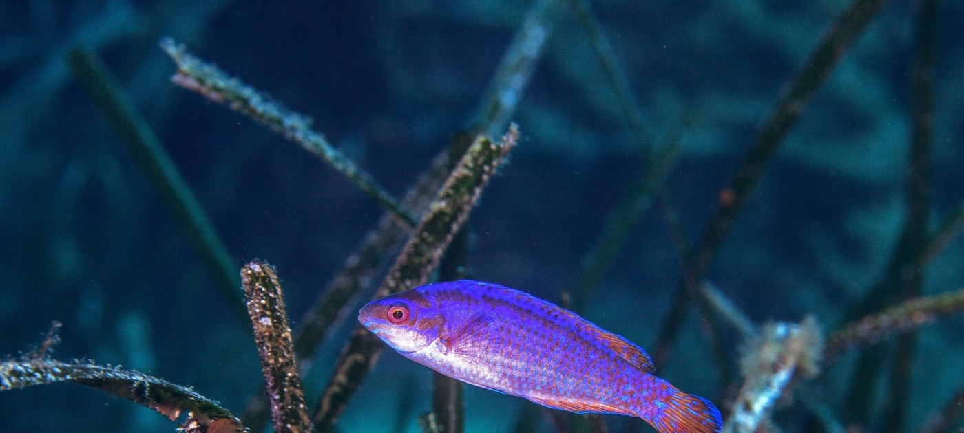 Fish