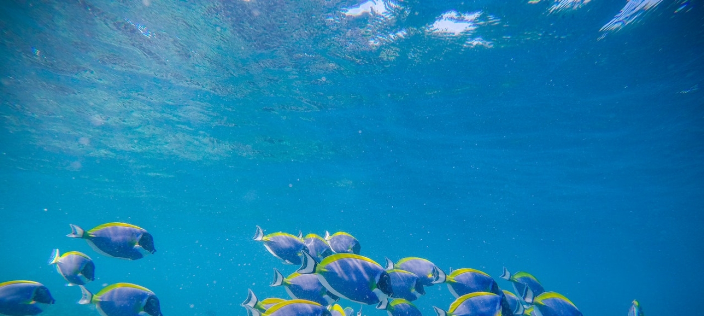 Colorful surgeonfishes in coral reef in sea