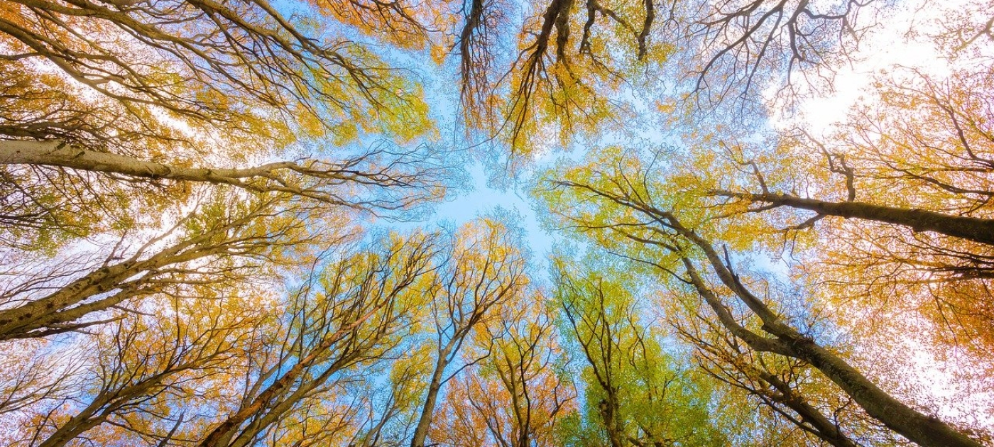 bosque
