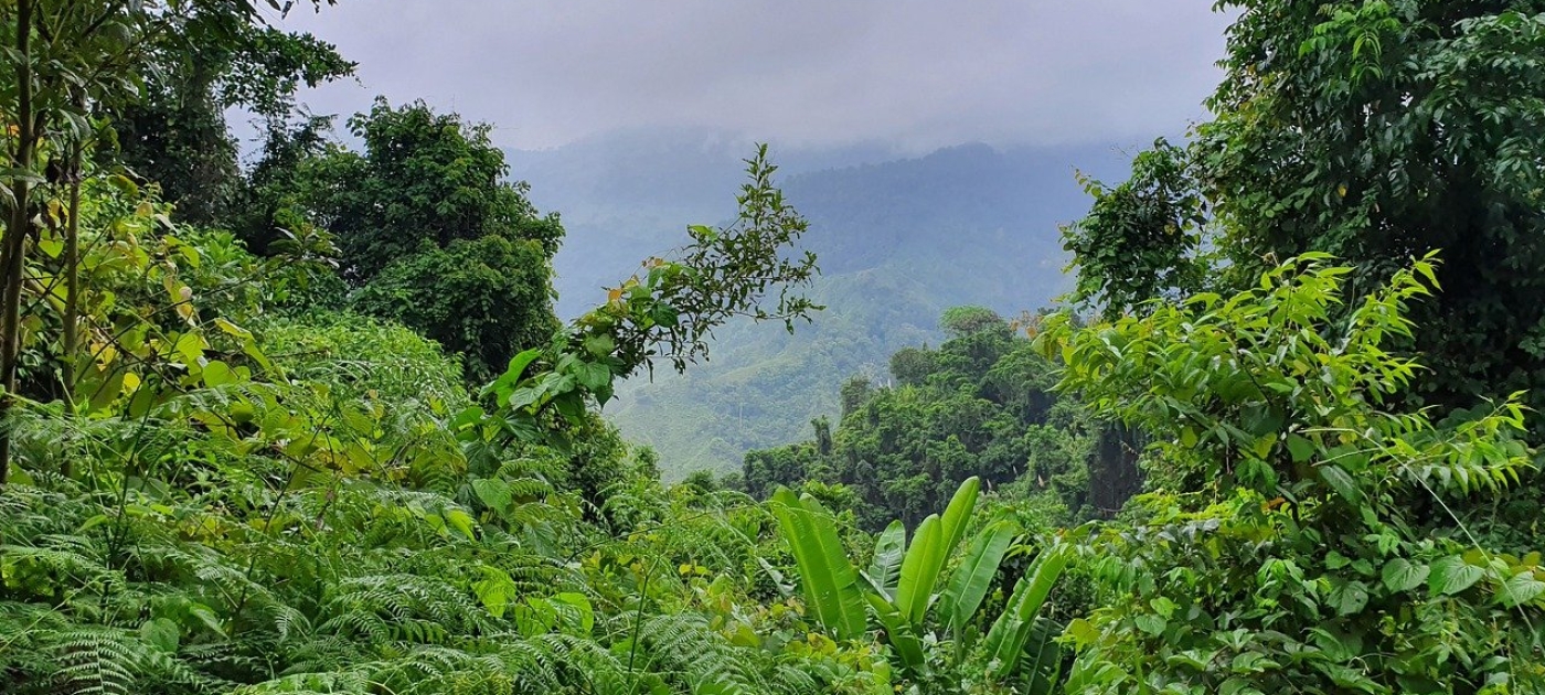 Selva