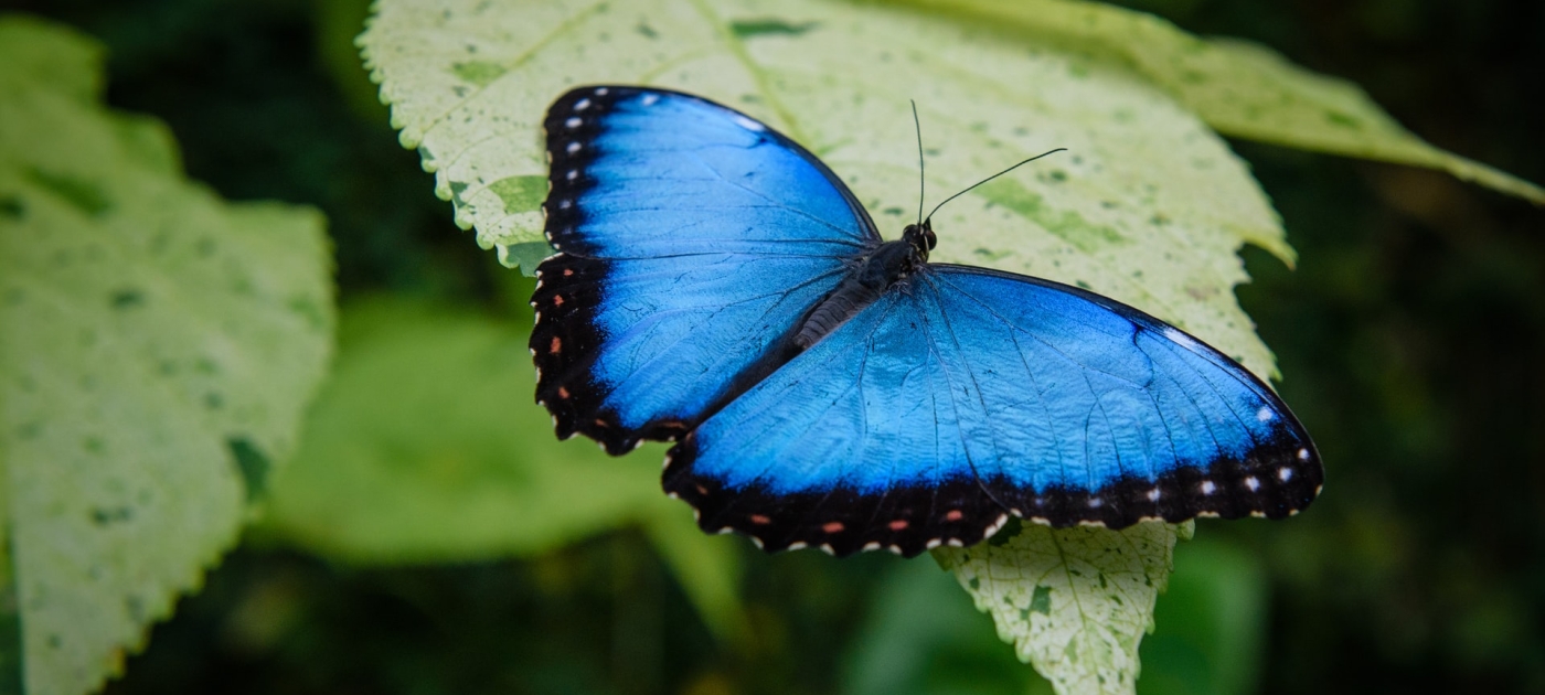 Photo of a blue butterfly on a green leaf