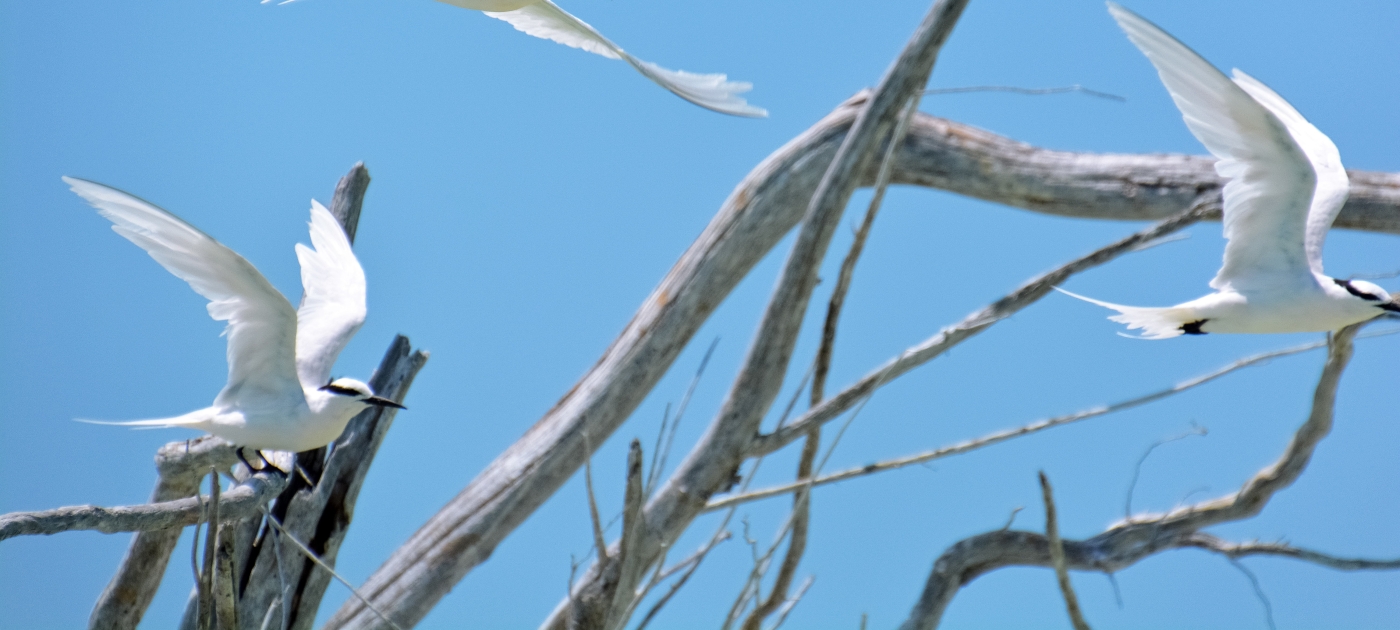 Birds - New Caledonia