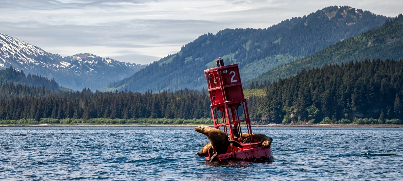 seal-laying-on-floating-buoy-bering