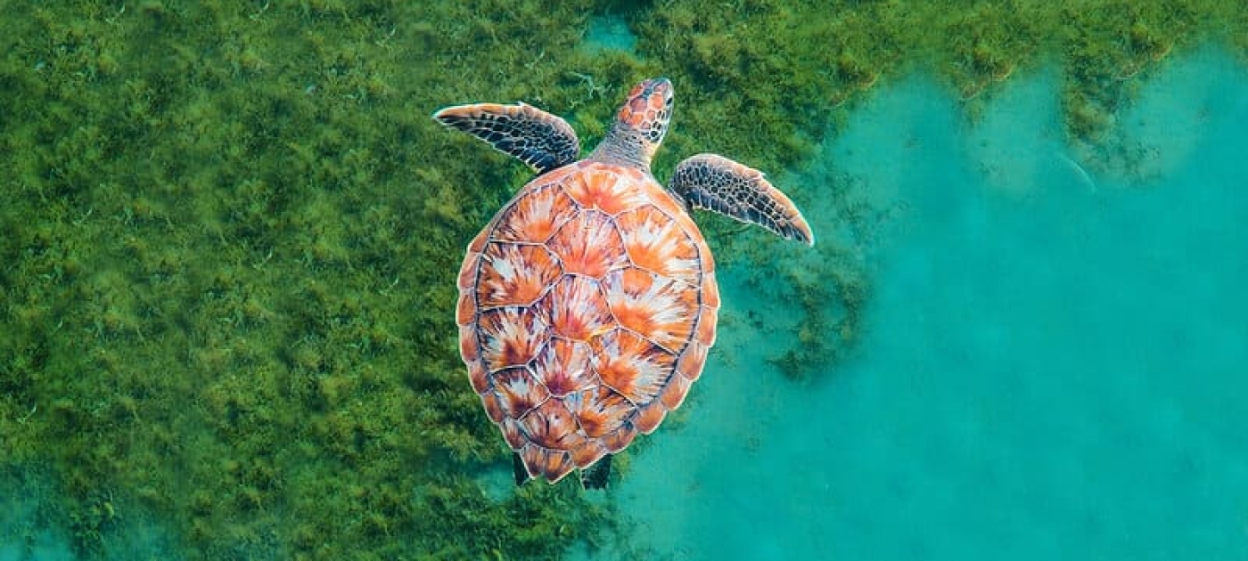 Turtle