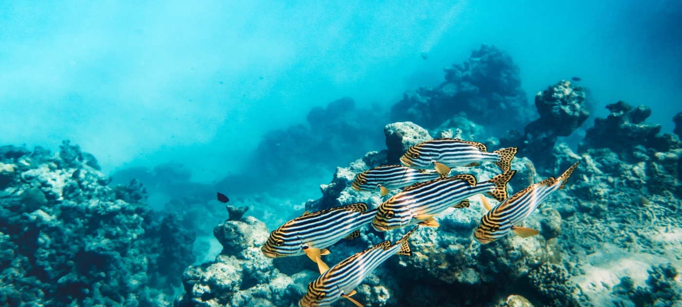 The ocean floor