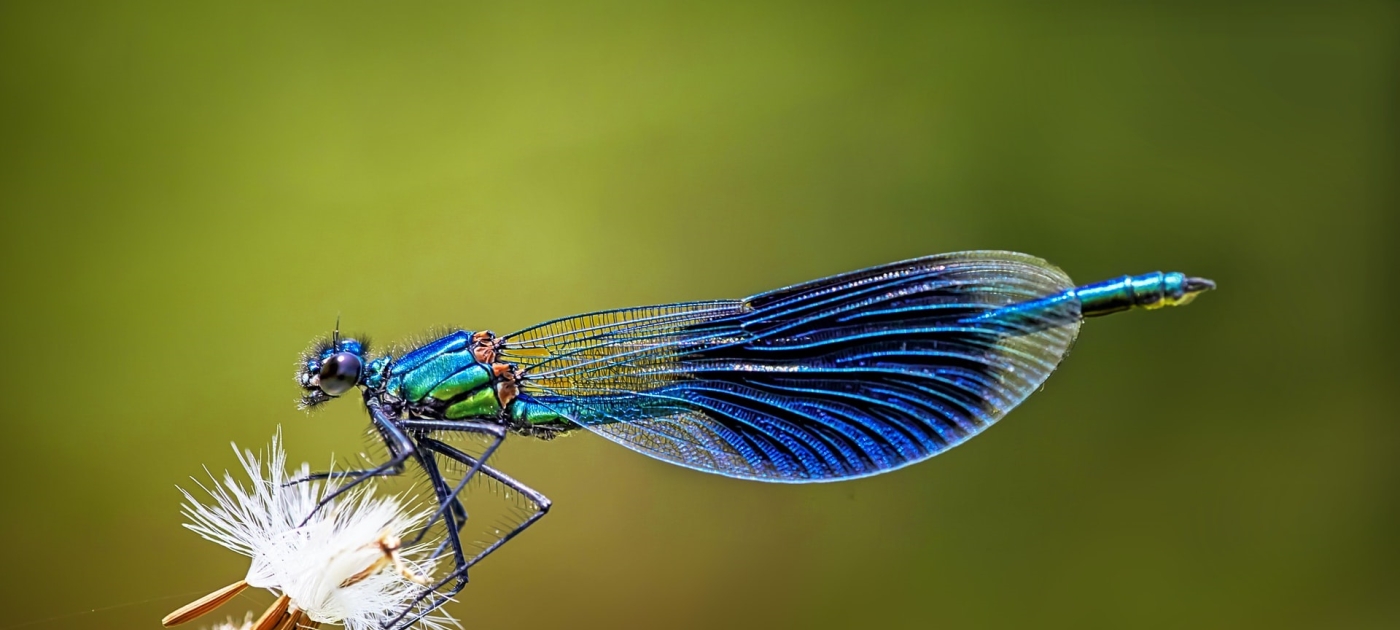Blue dragonfly perched on white flower closeup