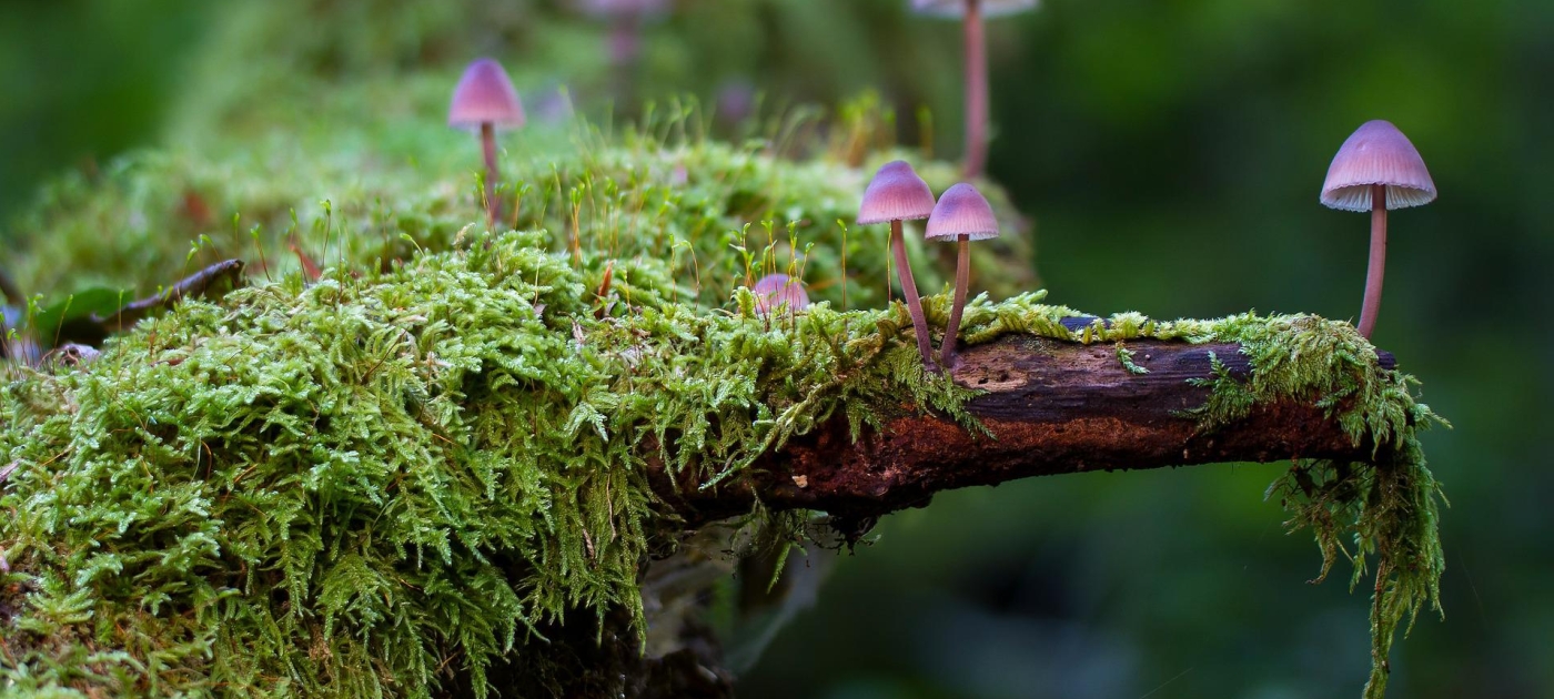 Mushrooms and moss