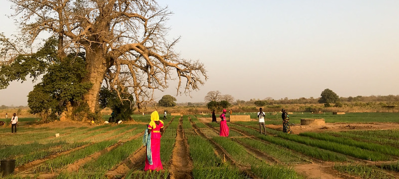 Large-scale ecosystem-based adaptation in the Gambia