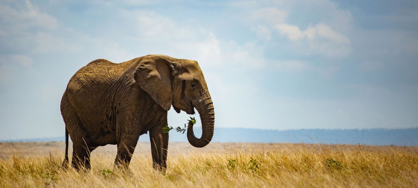 Elephant grazing 