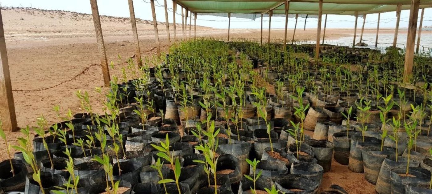Seedlings 