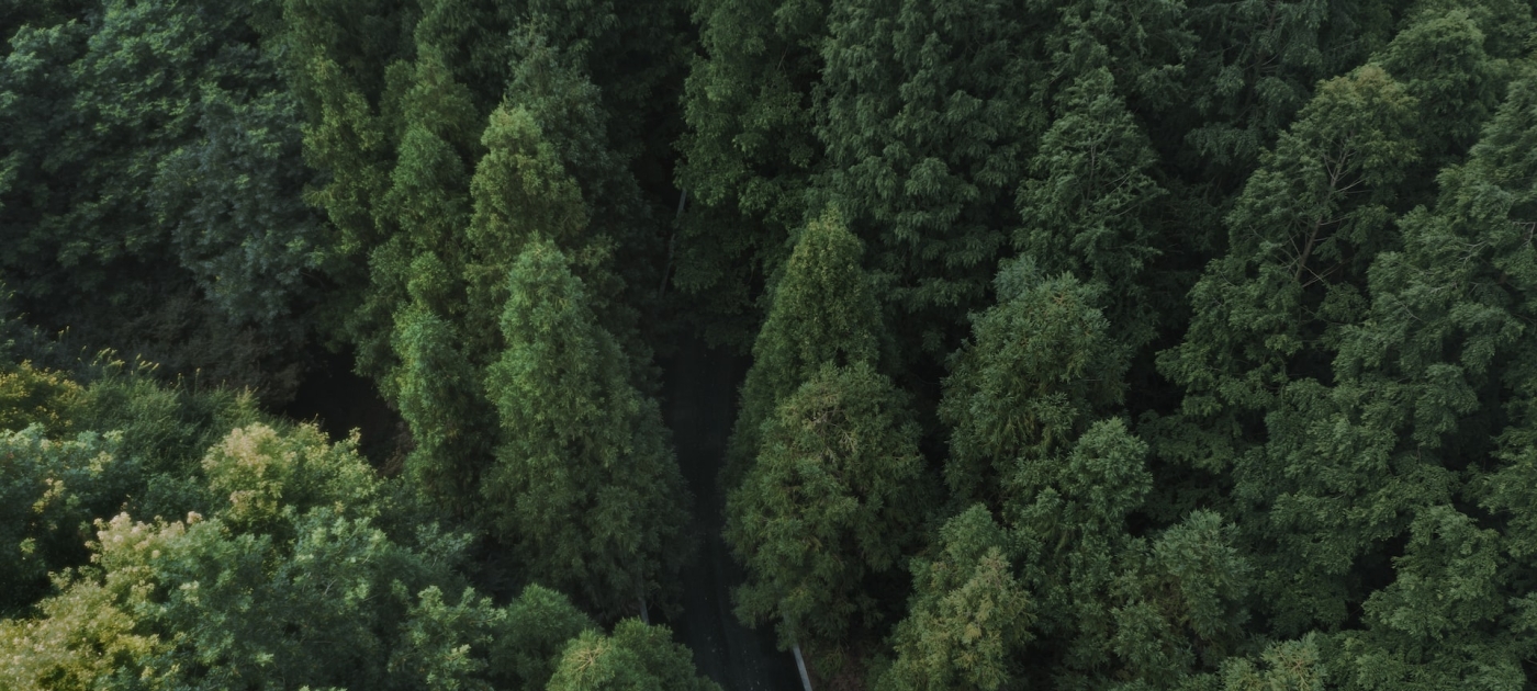 Forest trees