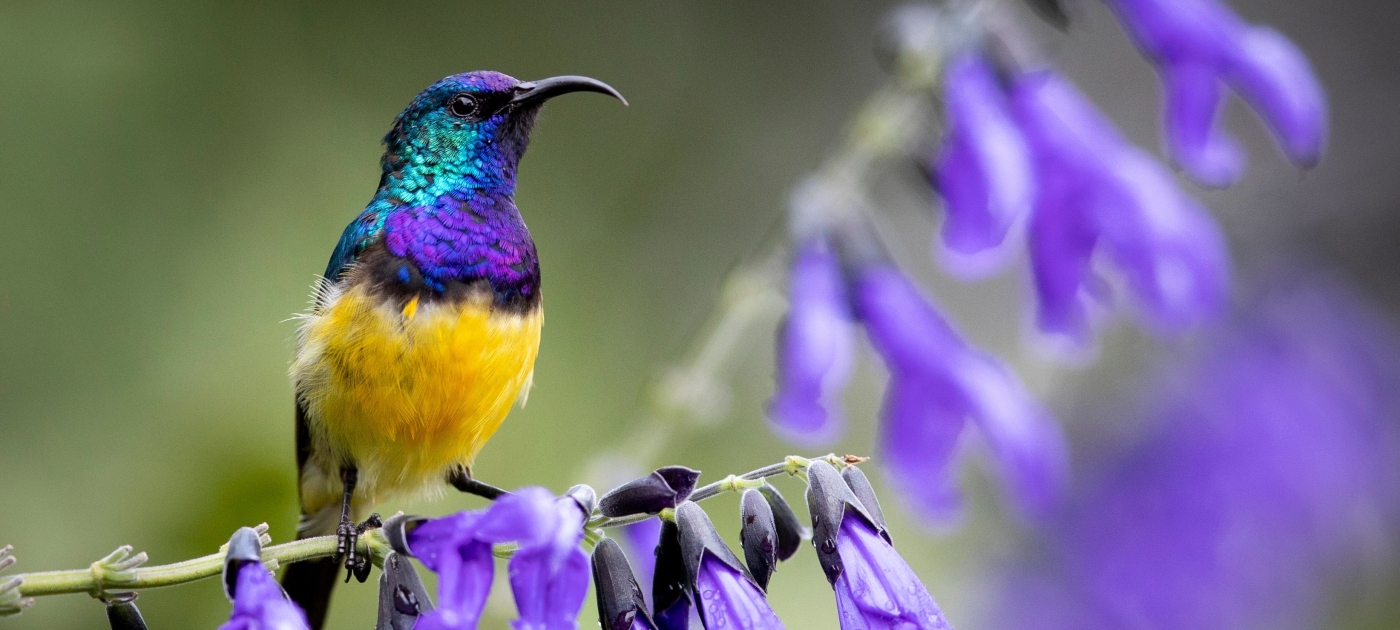 convention on biological diversity