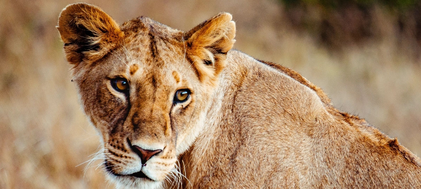 Lioness Maasai Mara Kenya