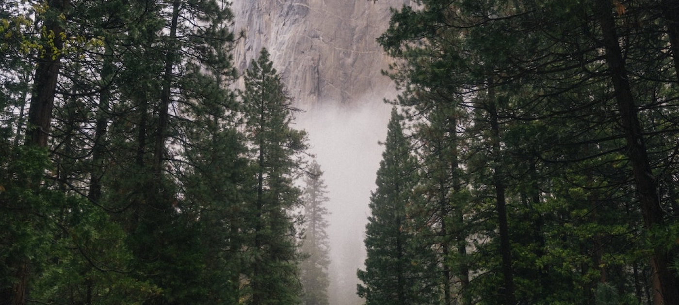 A road in the middle of tall trees